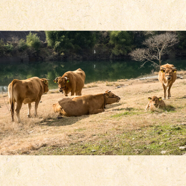土佐あかうしすき焼用<特上>　250g×2P