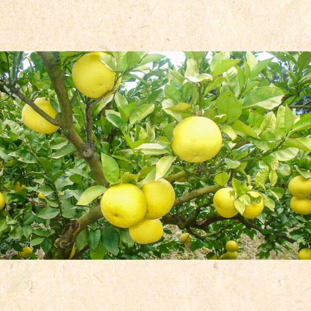 土佐文旦 ギフト用 3L 10kg