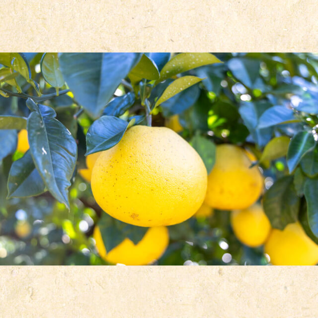 花昌文旦 家庭用3L10kg