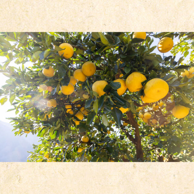 花昌文旦 家庭用3L10kg