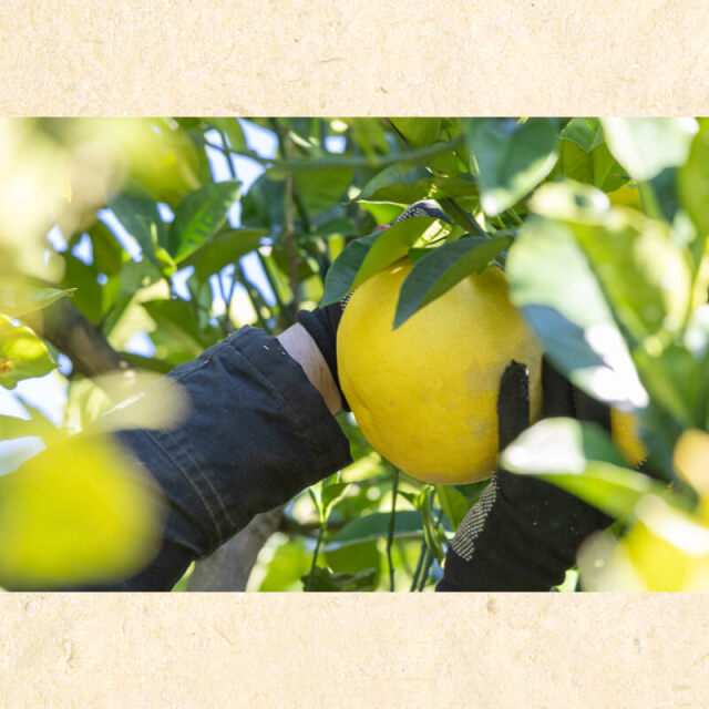 花昌文旦 家庭用3L10kg