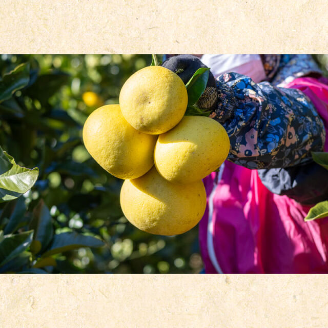 花昌文旦 家庭用3L10kg