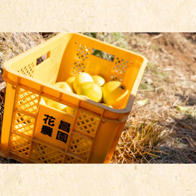 花昌文旦 家庭用3L10kg