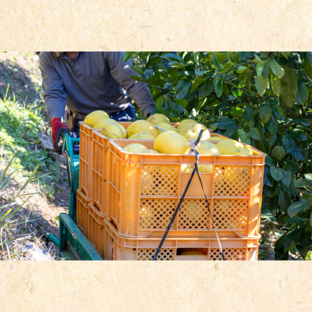 花昌文旦 家庭用3L10kg