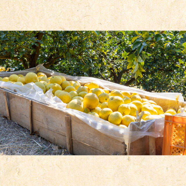 花昌文旦 家庭用3L10kg