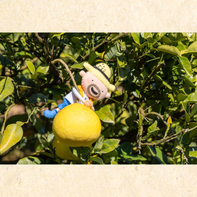 花昌文旦 家庭用3L10kg