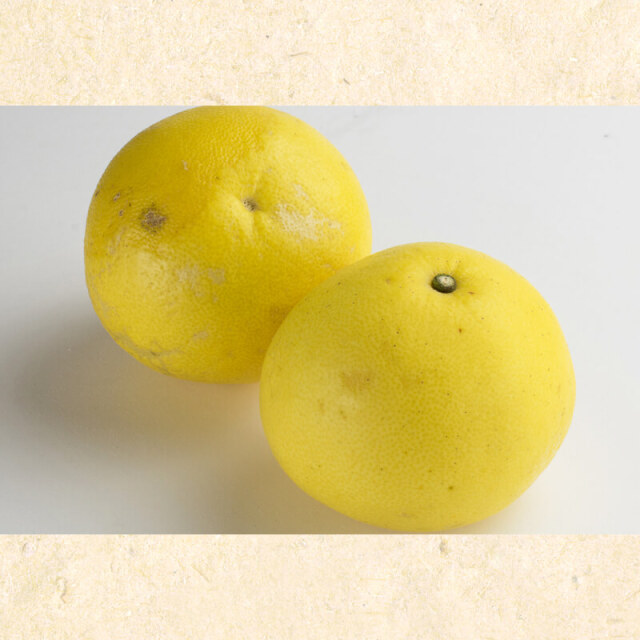 すえひろ屋の家庭用文旦 5kg | 高知県土佐町【すえひろ屋】