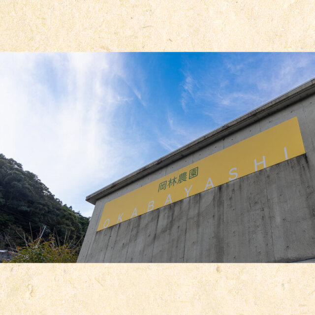土佐文旦_岡林農園_ギフト用_10㎏