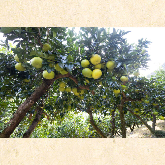 岡林農園 家庭用文旦 3Lまたは4L 5kg | 高知県土佐町【すえひろ屋】