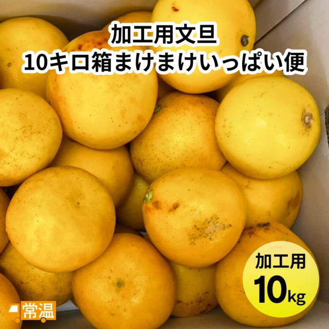 加工用文旦　10キロ箱まけまけいっぱい便