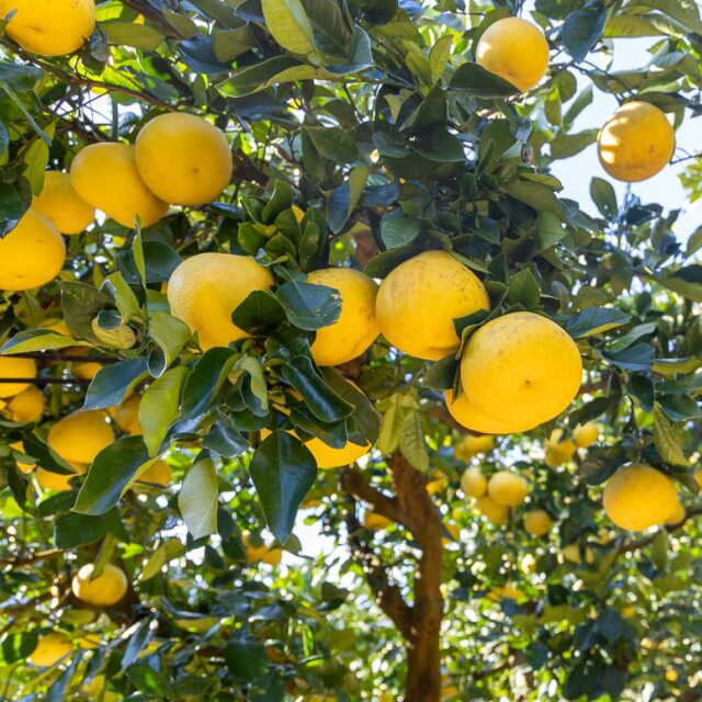 花昌農園　家庭用文旦　5?s