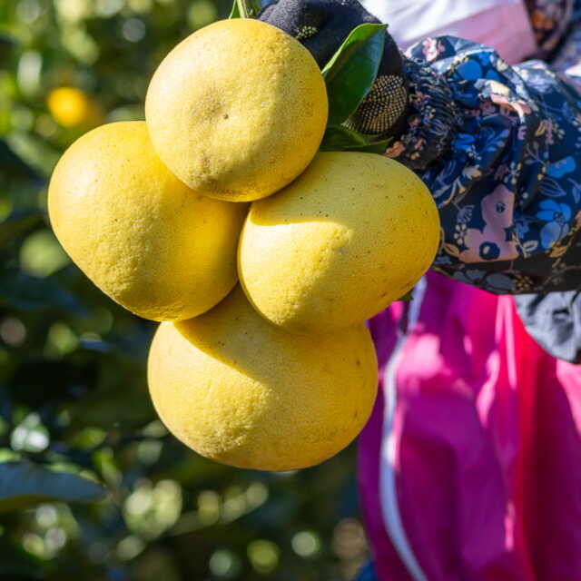 花昌農園　家庭用文旦　5?s