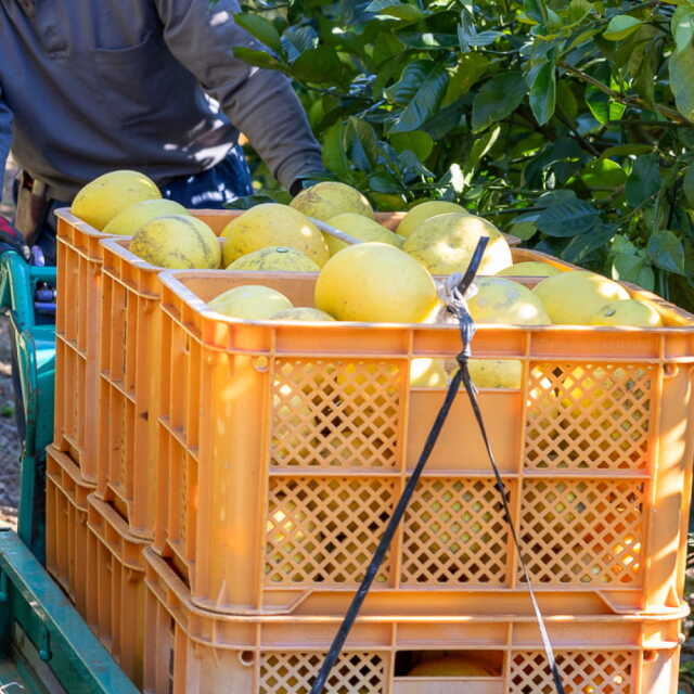 花昌農園 家庭用文旦 5kg | 高知県土佐町【すえひろ屋】