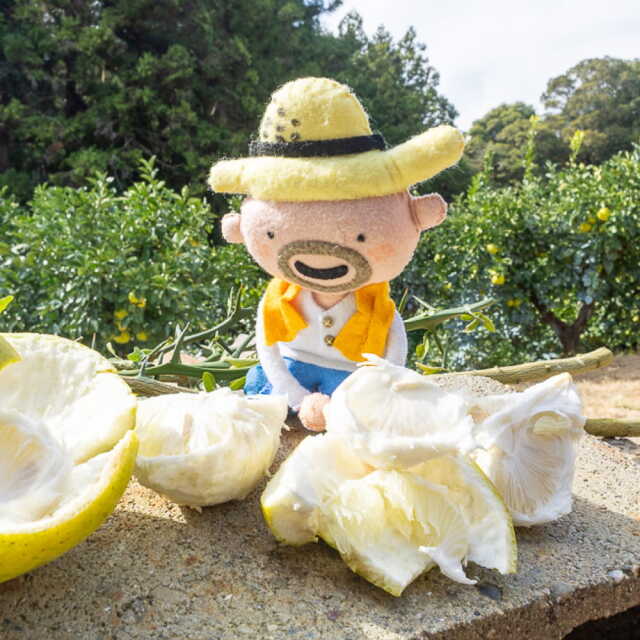 花昌農園 家庭用文旦 5kg | 高知県土佐町【すえひろ屋】