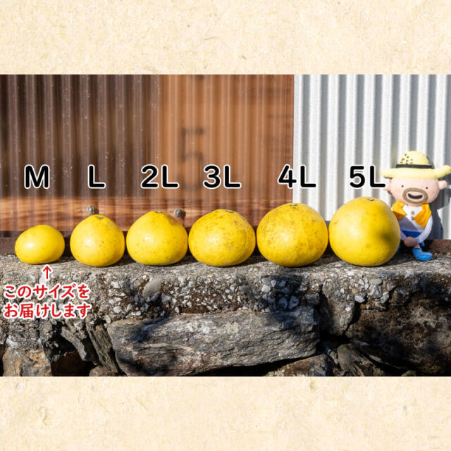 すくも文旦_M_10㎏