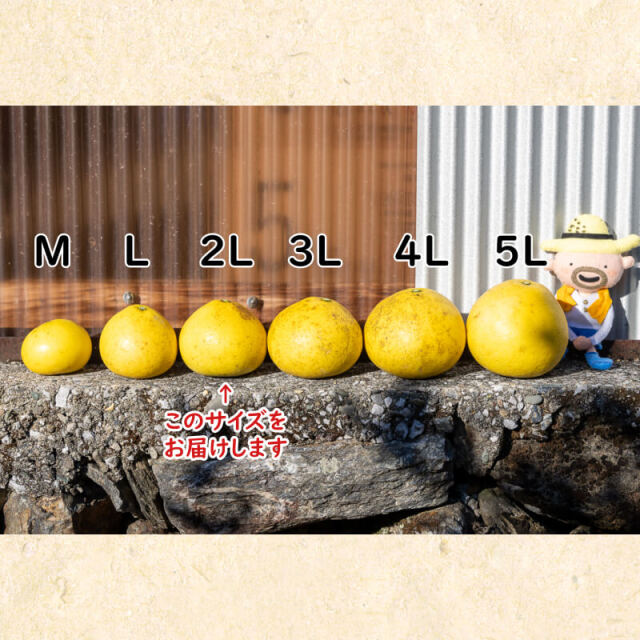 すくも文旦_2L_5kg