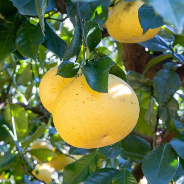 花昌EM文旦 家庭用4L 9kg以上