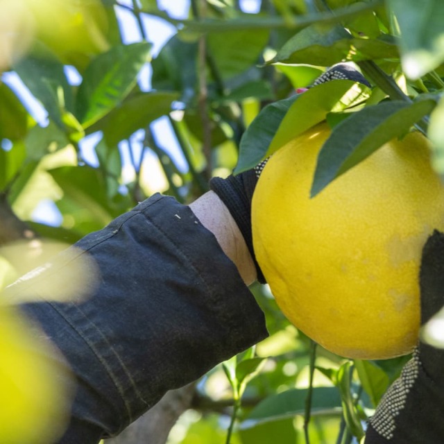 花昌EM文旦 家庭用4L 9kg以上