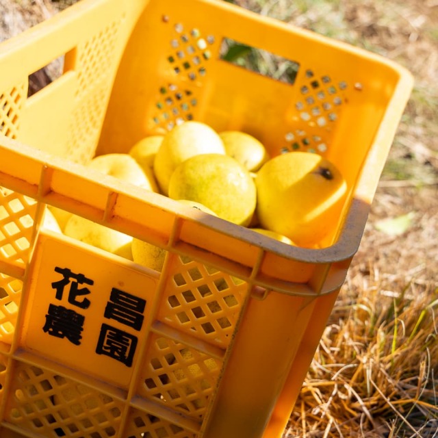 花昌EM文旦 家庭用4L 9kg以上