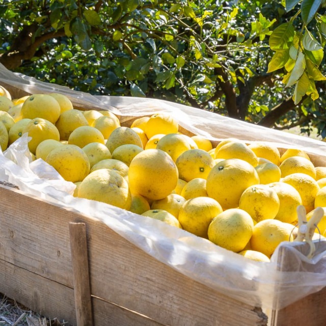 花昌EM文旦 家庭用4L 9kg以上