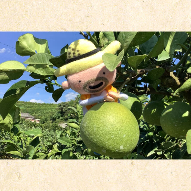 すくも文旦 L5kg | 高知県土佐町【すえひろ屋】