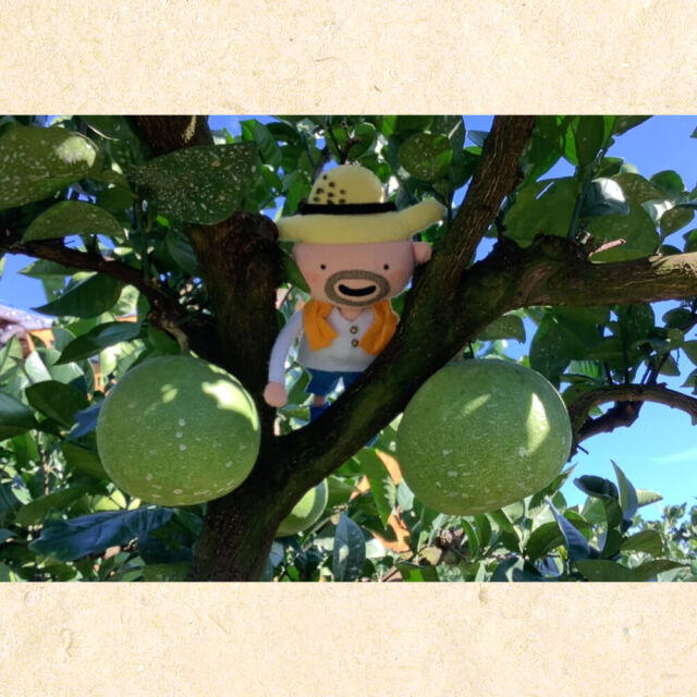 すくも文旦 L 5kg