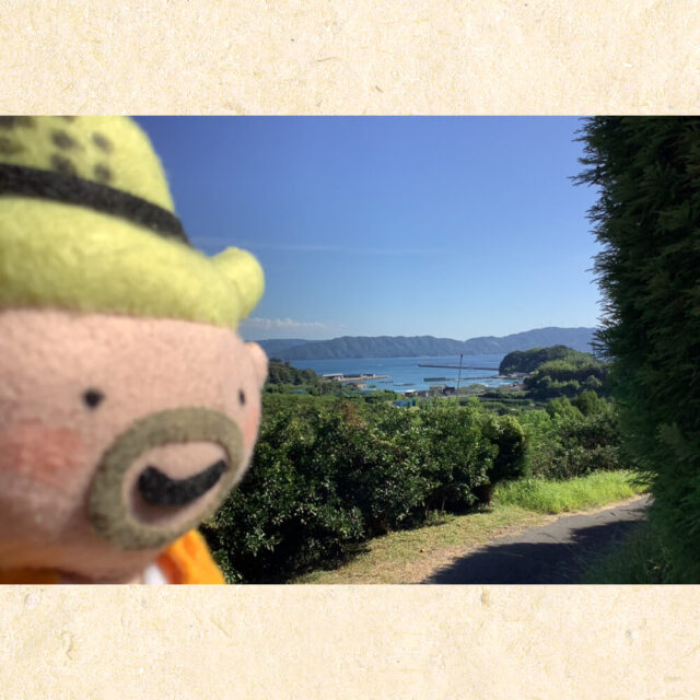 すくも文旦 L 5kg