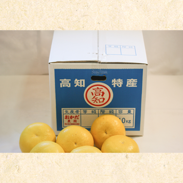 土佐文旦_岡田農園_3Lor4L_14～17玉