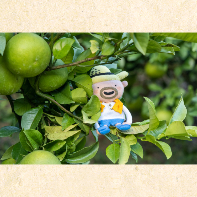 土佐文旦_岡田農園_3Lor4L_14～17玉