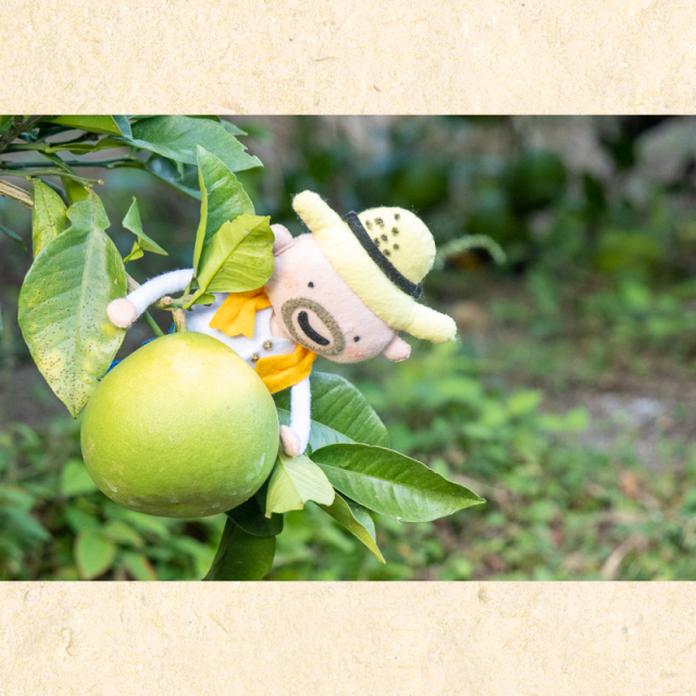 土佐文旦_岡田農園_3Lor4L_14～17玉