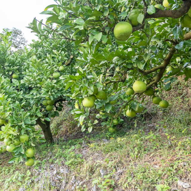 岡田さんの文旦　L12玉または2L9玉入