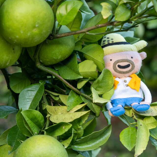 岡田さんの文旦　L12玉または2L9玉入