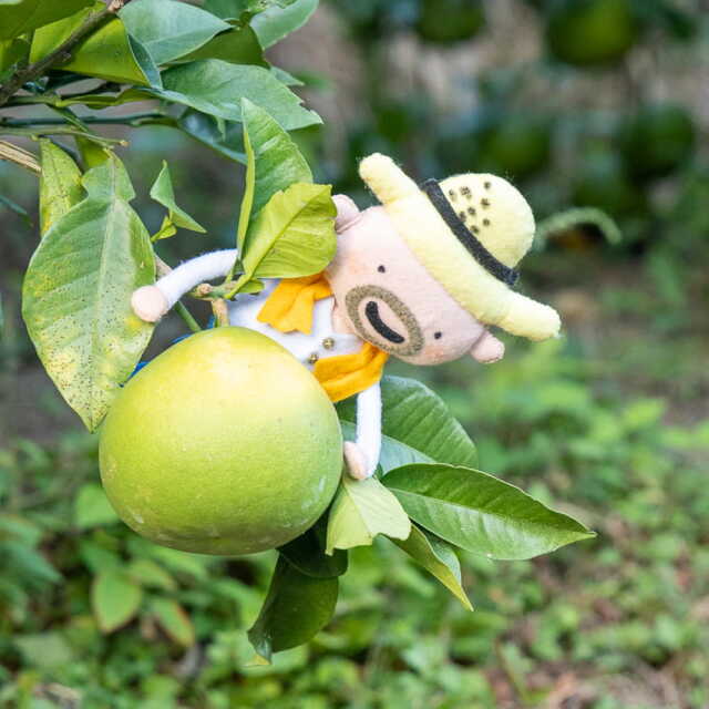 岡田さんの文旦　L12玉または2L9玉入