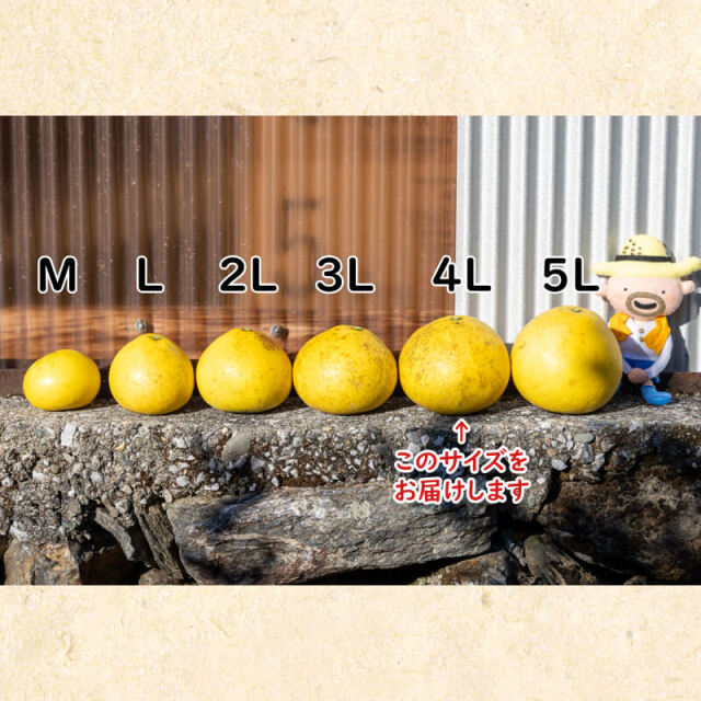 すくも文旦 4L 5kg