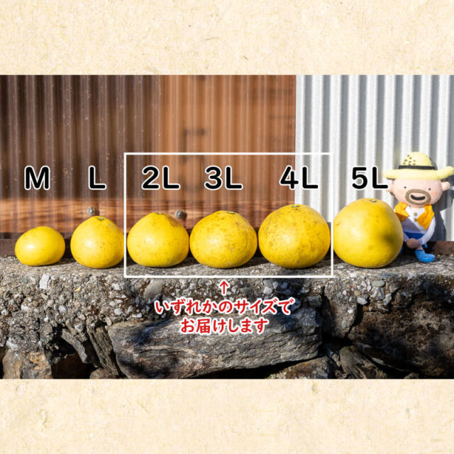 すくも文旦お味見箱 ギフト用 2L～4L 3玉