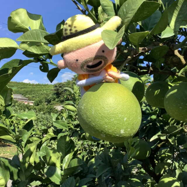 すくも文旦　家庭用　3?s