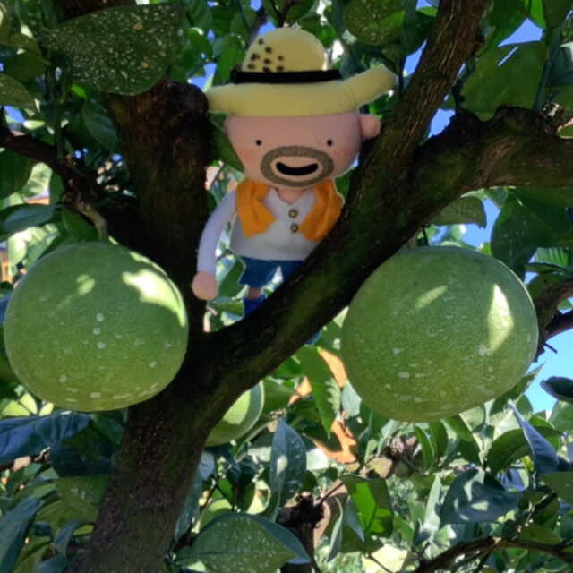 すくも文旦　家庭用　3?s