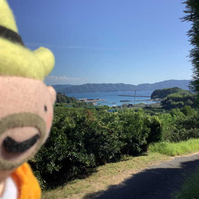 すくも文旦　家庭用　3?s