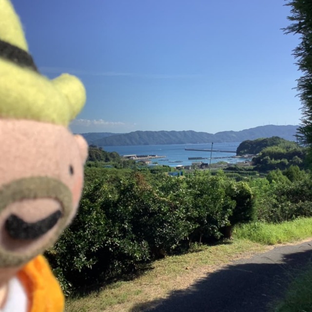 すくも文旦　家庭用・小玉（S・Mサイズ）約6?s