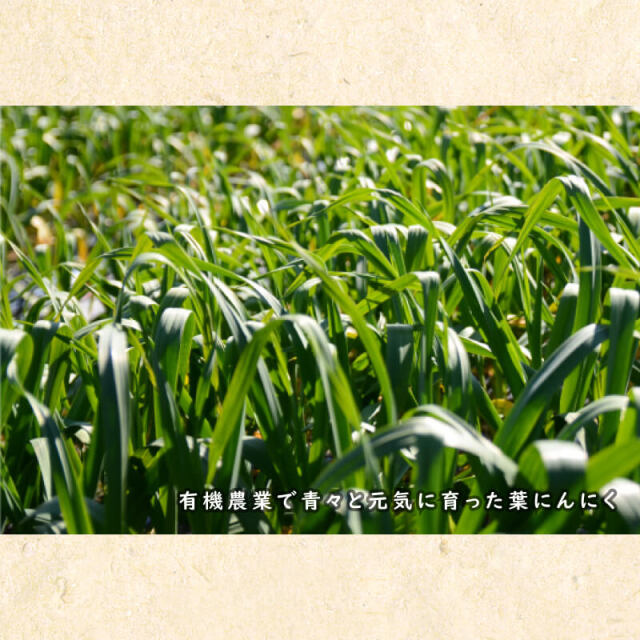 冷凍・葉にんにく　1袋（150g入）