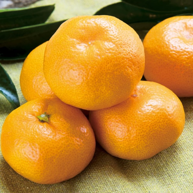 土佐の果物せっと＜黒潮＞