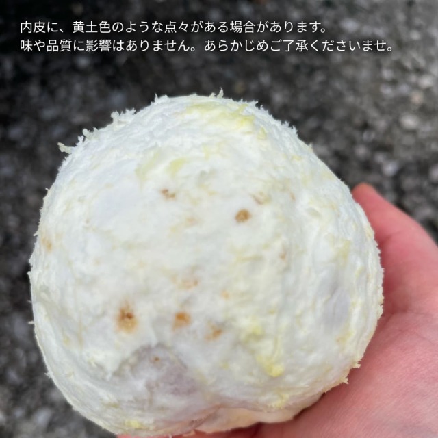 大串農園 河内晩柑 約10kg 家庭用・サイズ混在