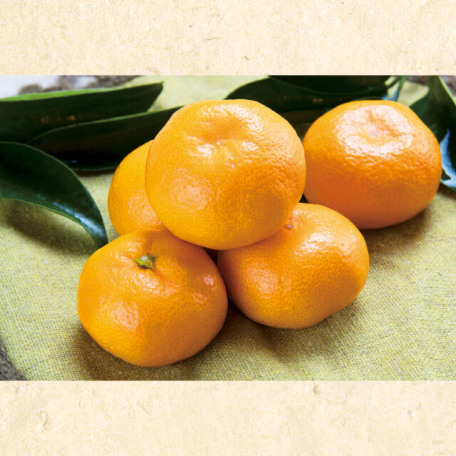 山北みかん【ギフト用】MまたはSサイズ（サイズ指定不可）