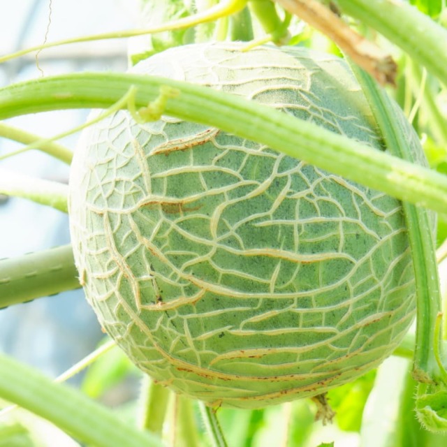 土佐の果物せっと（はちきん）