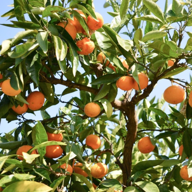 土佐の果物せっと（はちきん）