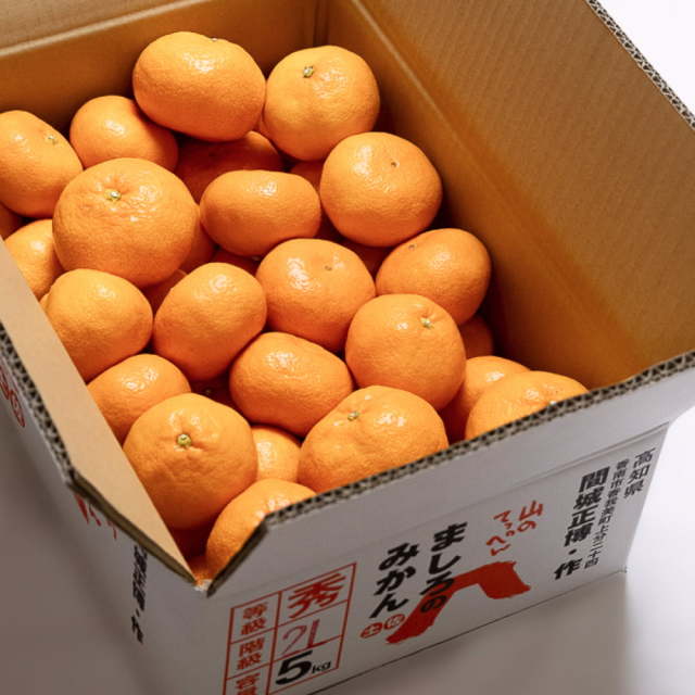 間城さんのみかん 2L・5kg