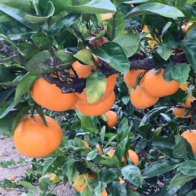 間城さんのみかん 2L・5kg