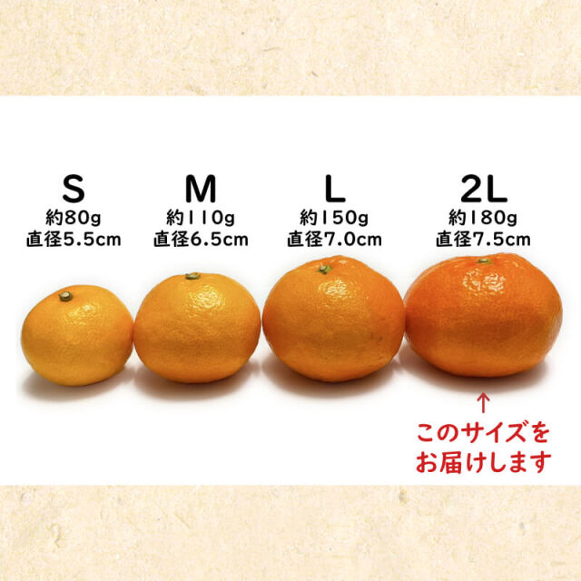 間城さんのみかん 2L・5kg