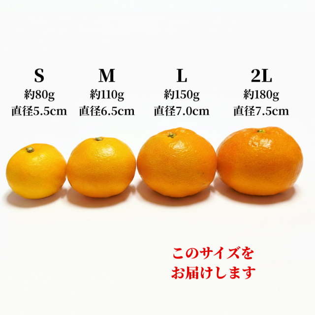 間城さんのみかん 2L・5kg