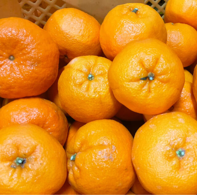 間城さんのぽんかん　家庭用　5キロ